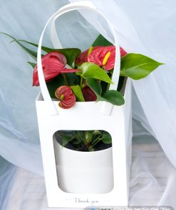 chau hoa hong mon de ban qua tang 2