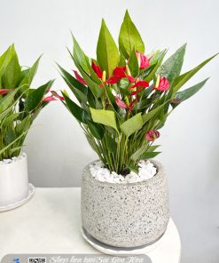 chau hong mon da mai