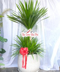 Chậu Phát Tài Núi Khai Trương Hồng Phát