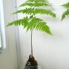 Dương Xỉ Culi Tiểu Cảnh Cầu Rêu
