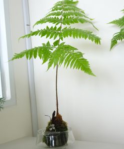 Dương Xỉ Culi Tiểu Cảnh Cầu Rêu