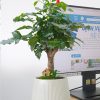 Chậu Tiểu Cảnh Hạnh Phúc