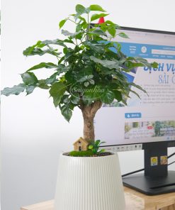 Chậu Tiểu Cảnh Hạnh Phúc