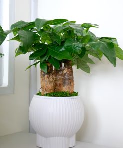 Tiểu Cảnh Kim Ngân Bán Thuỷ Canh
