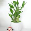 Tiểu Cảnh Trúc Phát Tài