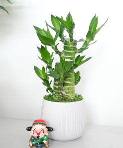 Tiểu Cảnh Trúc Phát Tài