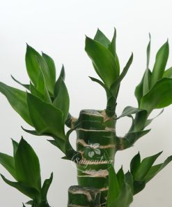 tieu canh truc phat tai 4