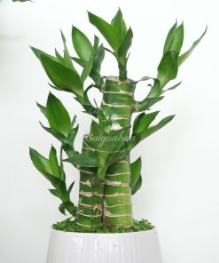 tieu canh truc phat tai 5