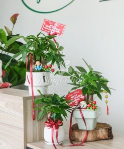 Trang Chủ 51 Bộ Cây Kim Ngân Quà Tặng Khai Trương