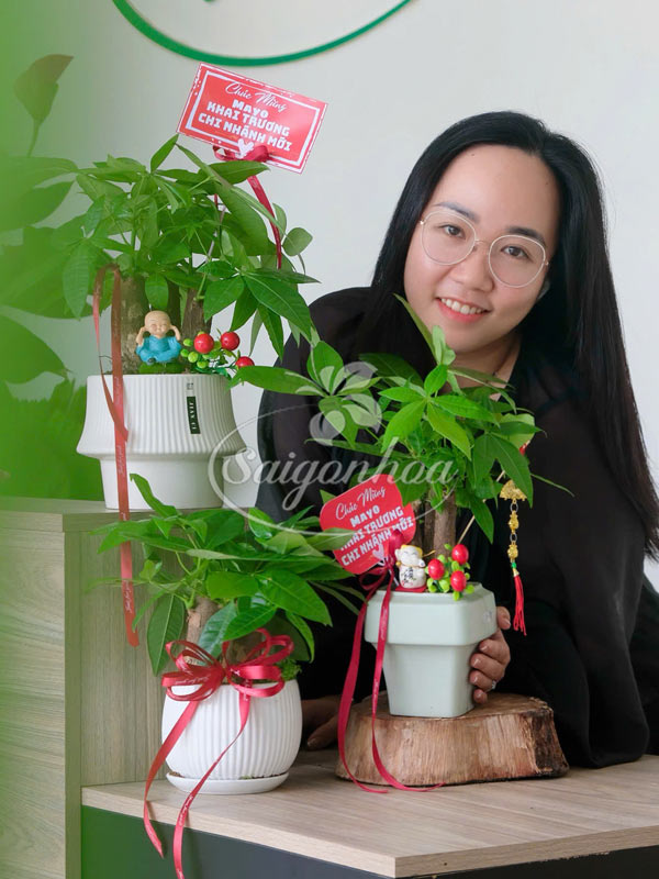 Bộ Cây Kim Ngân Quà Tặng Khai Trương 4 Bộ Cây Kim Ngân Quà Tặng Khai Trương - Ảnh 4
