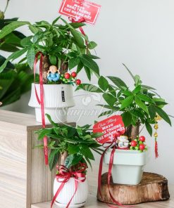 Bộ Cây Kim Ngân Quà Tặng Khai Trương