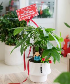 Bộ Cây Kim Ngân Quà Tặng Khai Trương 11 bo cay kim ngan khai truong 3