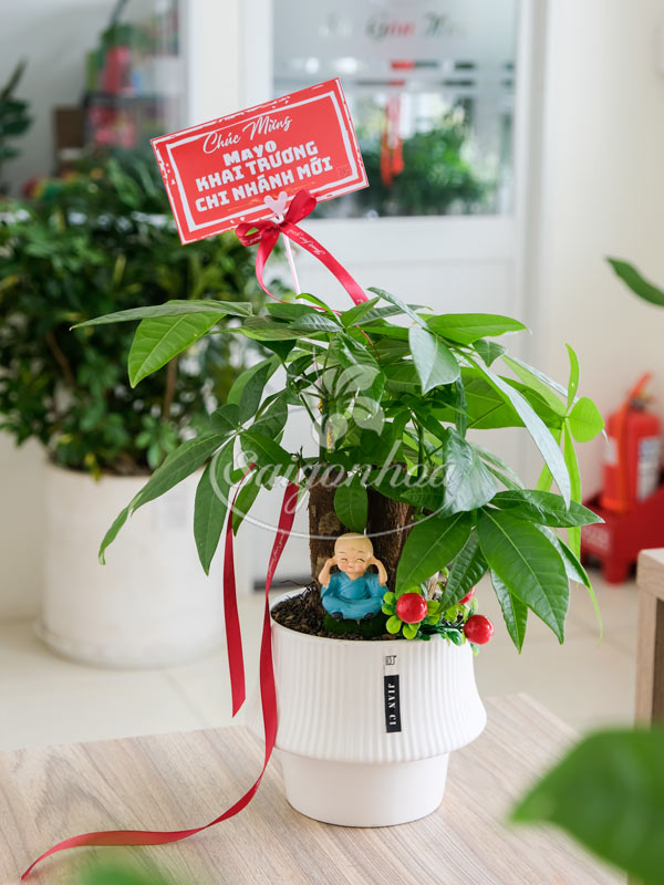Bộ Cây Kim Ngân Quà Tặng Khai Trương 5 Bộ Cây Kim Ngân Quà Tặng Khai Trương - Ảnh 5