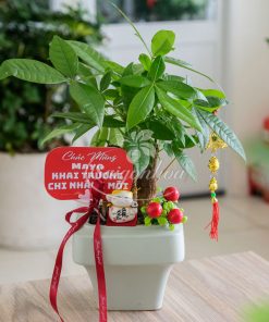 Bộ Cây Kim Ngân Quà Tặng Khai Trương 12 bo cay kim ngan khai truong 4