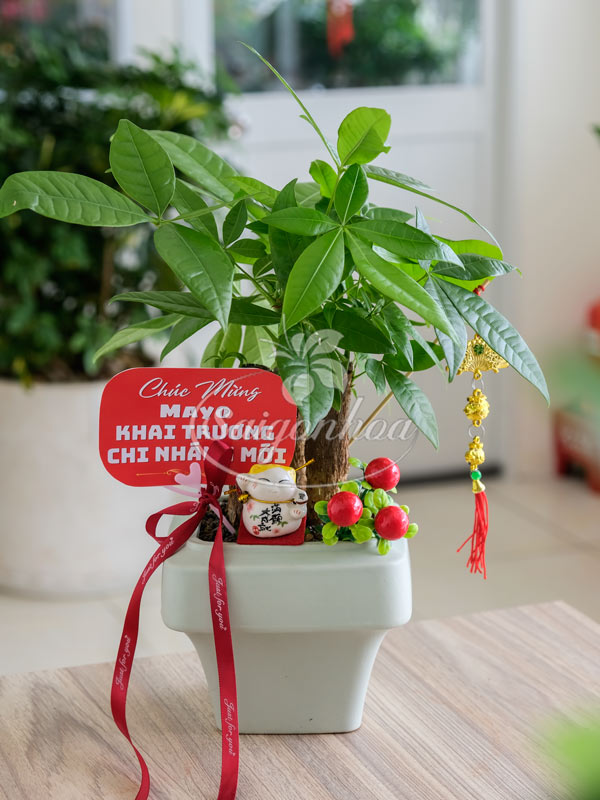 Bộ Cây Kim Ngân Quà Tặng Khai Trương 6 Bộ Cây Kim Ngân Quà Tặng Khai Trương - Ảnh 6