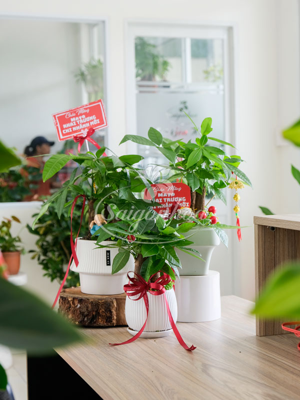 Bộ Cây Kim Ngân Quà Tặng Khai Trương 2 Bộ Cây Kim Ngân Quà Tặng Khai Trương - Ảnh 2