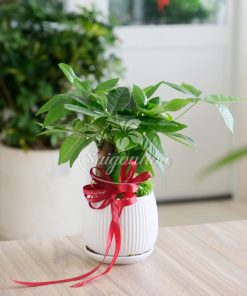 Bộ Cây Kim Ngân Quà Tặng Khai Trương 13 bo cay kim ngan khai truong 8