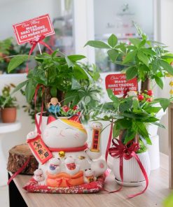 Bộ Cây Kim Ngân Quà Tặng Khai Trương 9 bo cay kim ngan khai truong 9