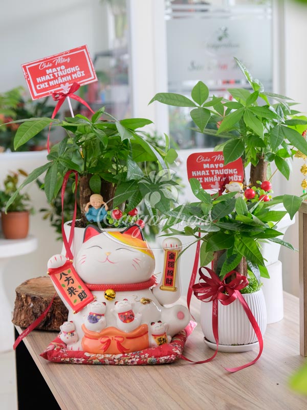 Bộ Cây Kim Ngân Quà Tặng Khai Trương 3 Bộ Cây Kim Ngân Quà Tặng Khai Trương - Ảnh 3