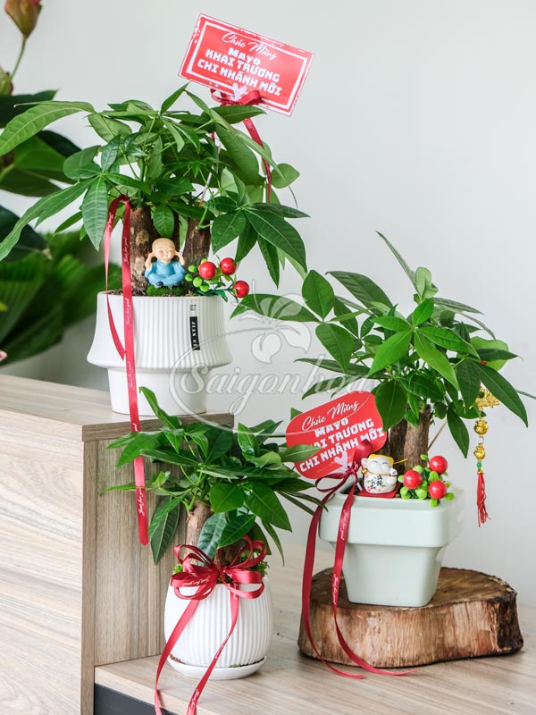Bộ Cây Kim Ngân Quà Tặng Khai Trương 1 Bộ Cây Kim Ngân Quà Tặng Khai Trương
