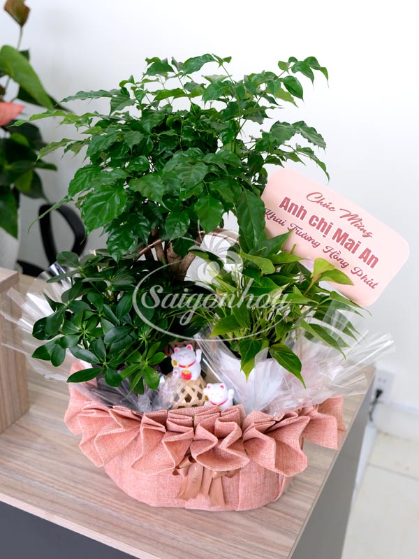 Giỏ Cây Hạnh Phúc Quà Tặng 2 Giỏ Cây Hạnh Phúc Quà Tặng - Ảnh 2