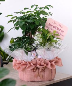 Giỏ Cây Hạnh Phúc Quà Tặng 11 gio cay hanh phuc qua tang
