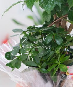 Giỏ Cây Hạnh Phúc Quà Tặng 10 gio cay hanh phuc qua tang 3