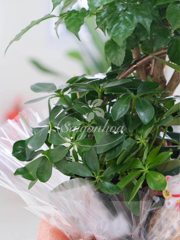 Giỏ Cây Hạnh Phúc Quà Tặng 4 Giỏ Cây Hạnh Phúc Quà Tặng - Ảnh 4