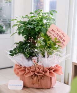 Trang Chủ 114 Giỏ Cây Hạnh Phúc Quà Tặng