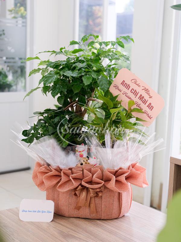 Giỏ Cây Hạnh Phúc Quà Tặng 1 Giỏ Cây Hạnh Phúc Quà Tặng