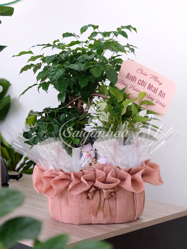Giỏ Cây Hạnh Phúc Quà Tặng 14 Giỏ Cây Hạnh Phúc Quà Tặng