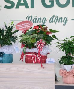 Giỏ Cây Hồng Môn Quà Tặng 9 gio hong mon qua tang 2