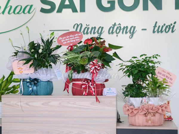 Giỏ Cây Hồng Môn Quà Tặng 3 Giỏ Cây Hồng Môn Quà Tặng - Ảnh 3