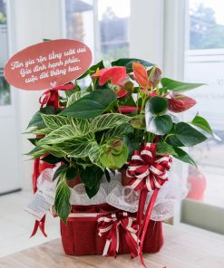 Giỏ Cây Hồng Môn Quà Tặng