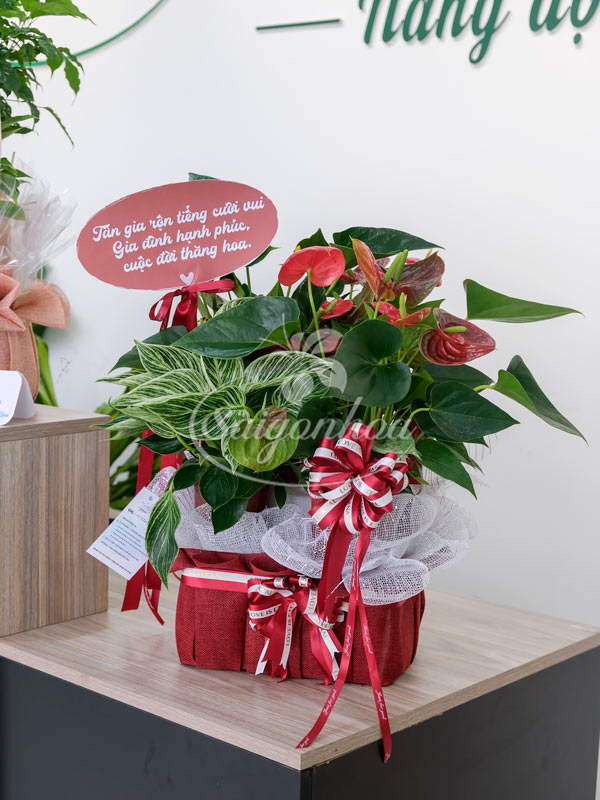 Giỏ Cây Hồng Môn Quà Tặng 20 Giỏ Cây Hồng Môn Quà Tặng