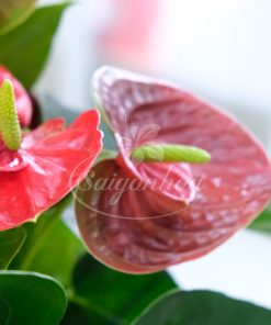 Giỏ Cây Hồng Môn Quà Tặng 10 gio hong mon qua tang 4