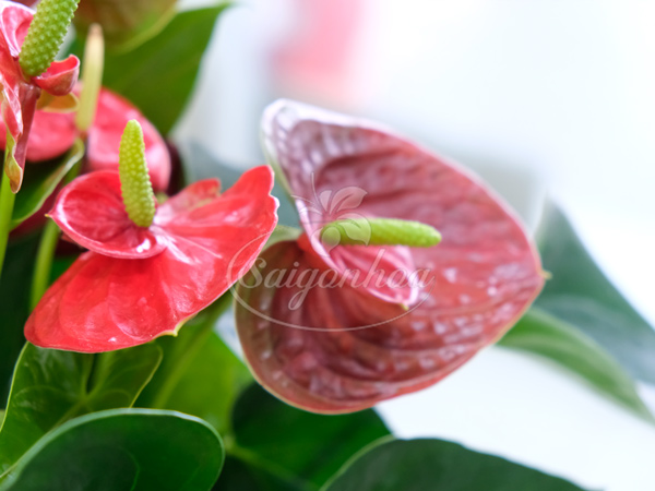 Giỏ Cây Hồng Môn Quà Tặng 4 Giỏ Cây Hồng Môn Quà Tặng - Ảnh 4