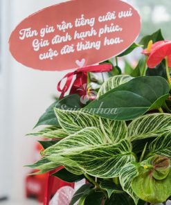 Giỏ Cây Hồng Môn Quà Tặng 12 gio hong mon qua tang 5