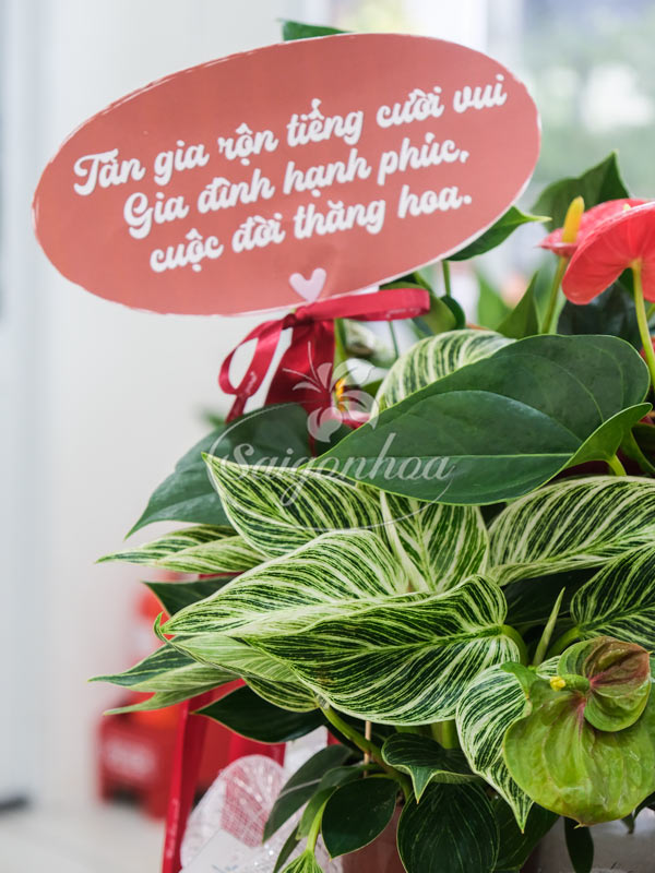 Giỏ Cây Hồng Môn Quà Tặng 6 Giỏ Cây Hồng Môn Quà Tặng - Ảnh 6