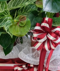 Giỏ Cây Hồng Môn Quà Tặng 11 gio hong mon qua tang 6