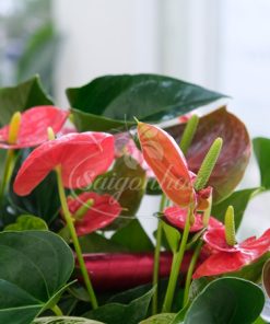 Giỏ Cây Hồng Môn Quà Tặng 13 gio hong mon qua tang 7