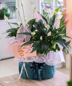 Trang Chủ 116 Giỏ Cây Lan Ý Quà Tặng
