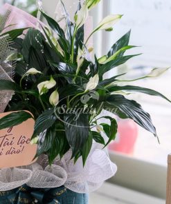 Giỏ Cây Lan Ý Quà Tặng 10 gio lan y qua tang 2