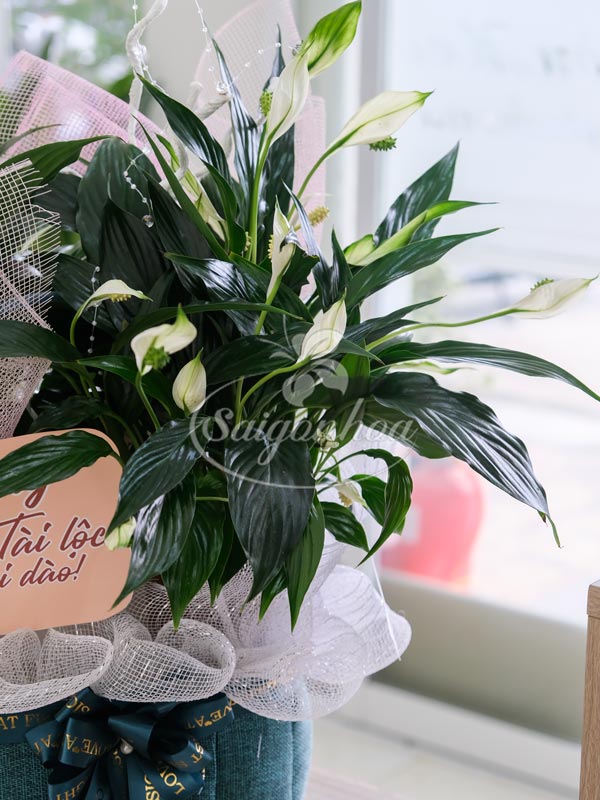Giỏ Cây Lan Ý Quà Tặng 4 Giỏ Cây Lan Ý Quà Tặng - Ảnh 4