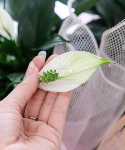 Giỏ Cây Lan Ý Quà Tặng 11 gio lan y qua tang 3