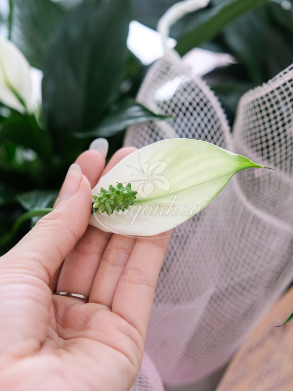 Giỏ Cây Lan Ý Quà Tặng 5 Giỏ Cây Lan Ý Quà Tặng - Ảnh 5