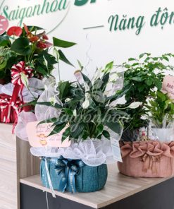 Giỏ Cây Lan Ý Quà Tặng 12 gio lan y qua tang 4