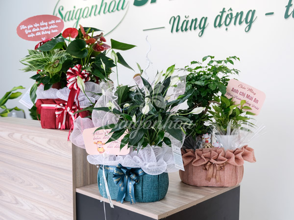 Giỏ Cây Hạnh Phúc Quà Tặng 19 Giỏ Cây Hạnh Phúc Quà Tặng