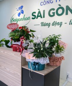 Giỏ Cây Hạnh Phúc Quà Tặng 13 gio lan y qua tang 5