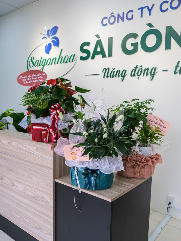 Giỏ Cây Hạnh Phúc Quà Tặng 7 Giỏ Cây Hạnh Phúc Quà Tặng - Ảnh 7